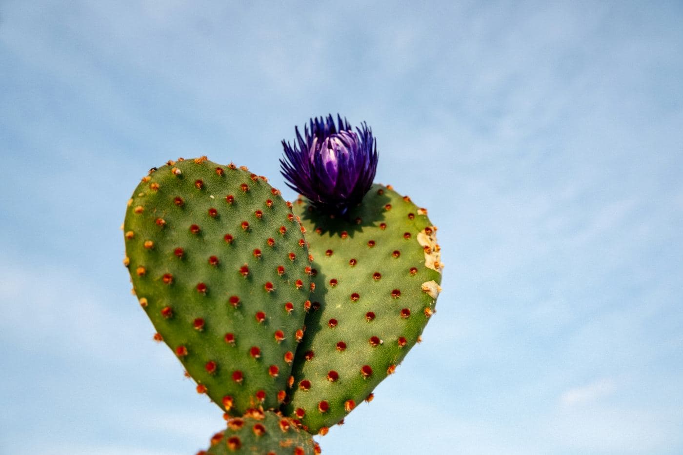 A heart-shaped nopal cactus pad with a vivid purple prickly pear bloom against a clear blue desert sky