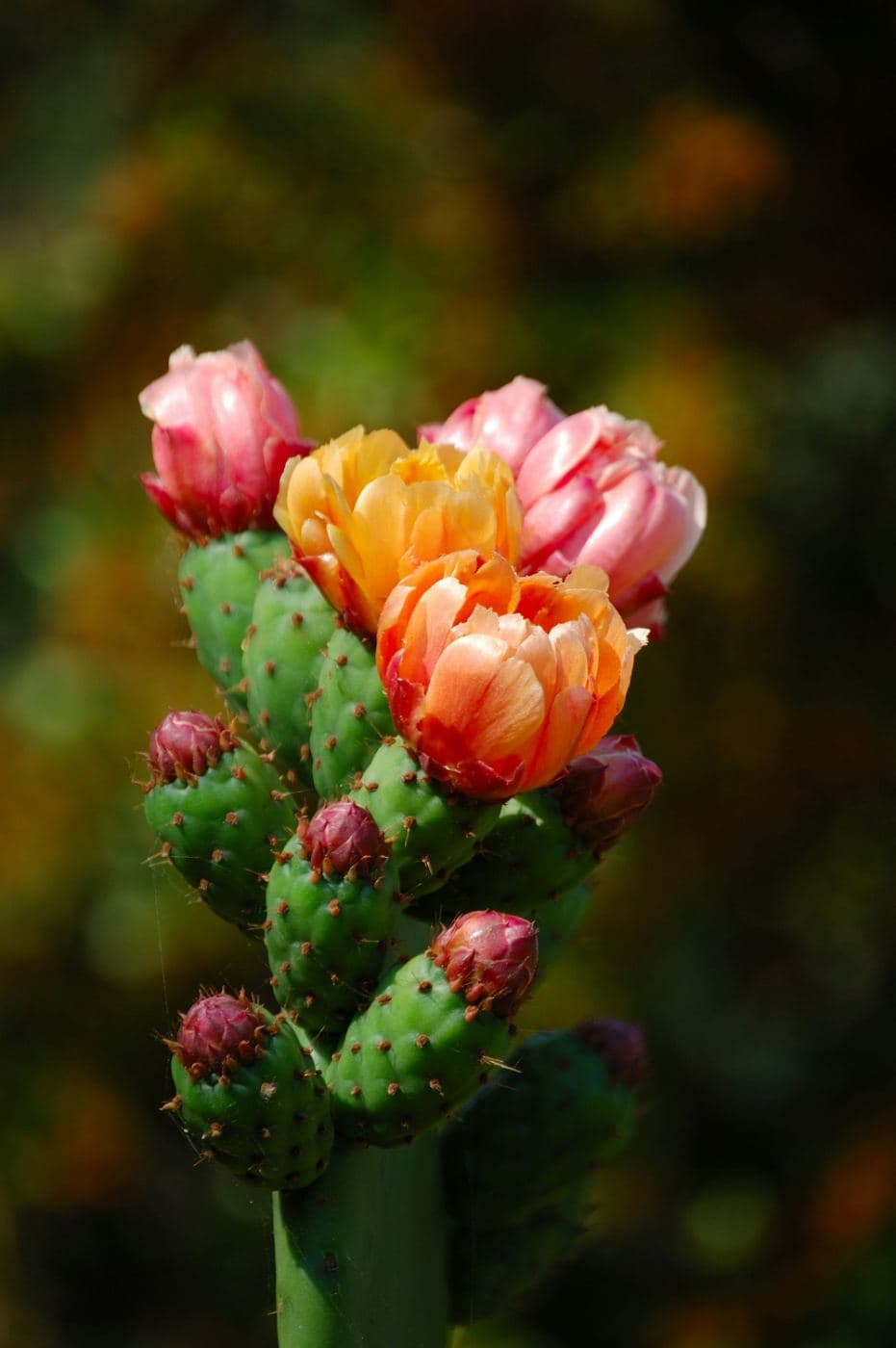 A cluster of pink and orange prickly pear cactus blooms in full flower against a soft blurred green background