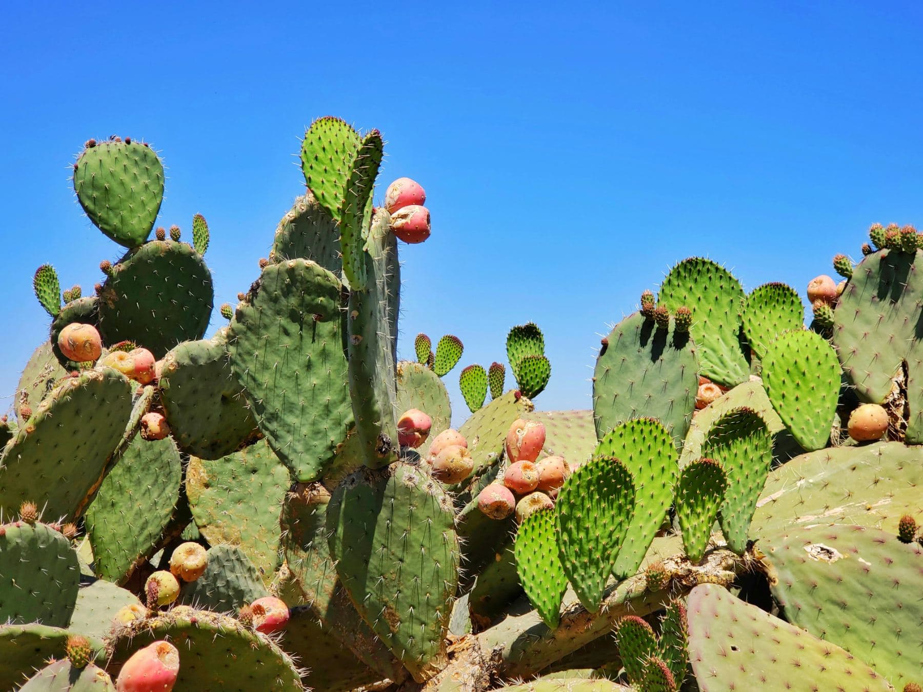 A close-up of nopal cactus pads with magenta prickly pear fruit against a deep blue desert sky