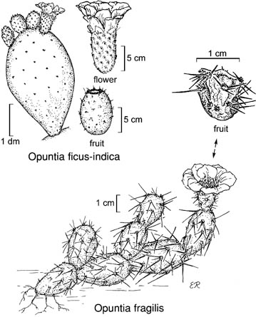 Botanical lithograph of Opuntia ficus-indica (the nopal cactus, prickly pear) showing pad, flower, and fruit, with Opuntia fragilis below showing a trailing chain of jointed pads taking root